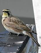 Horned Lark