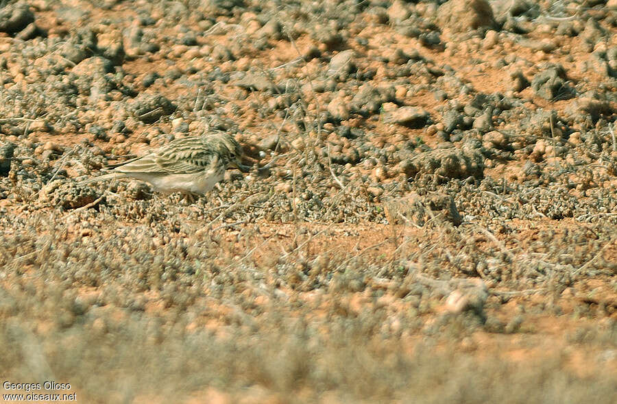 Lesser Short-toed Larkadult, habitat, camouflage, fishing/hunting