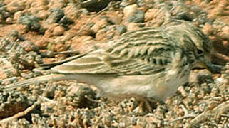 Mediterranean Short-toed Lark