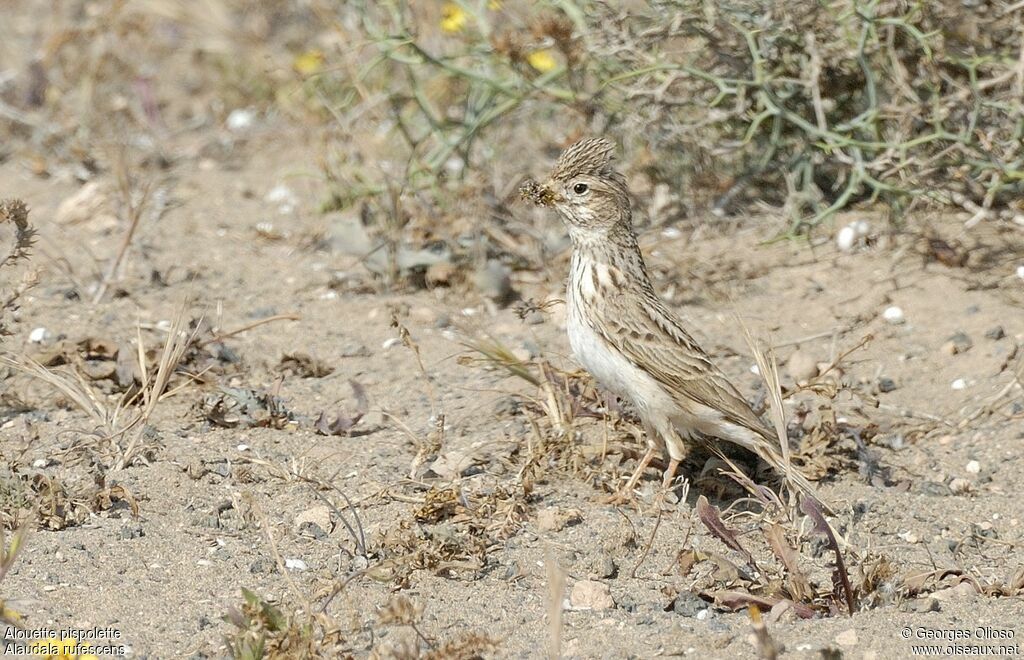 Mediterranean Short-toed Larkadult breeding, identification, Reproduction-nesting, Behaviour