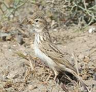 Lesser Short-toed Lark