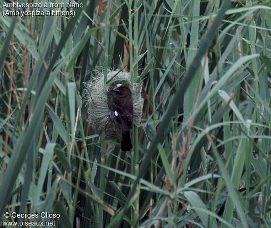 Thick-billed Weaver