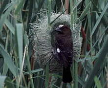 Thick-billed Weaver