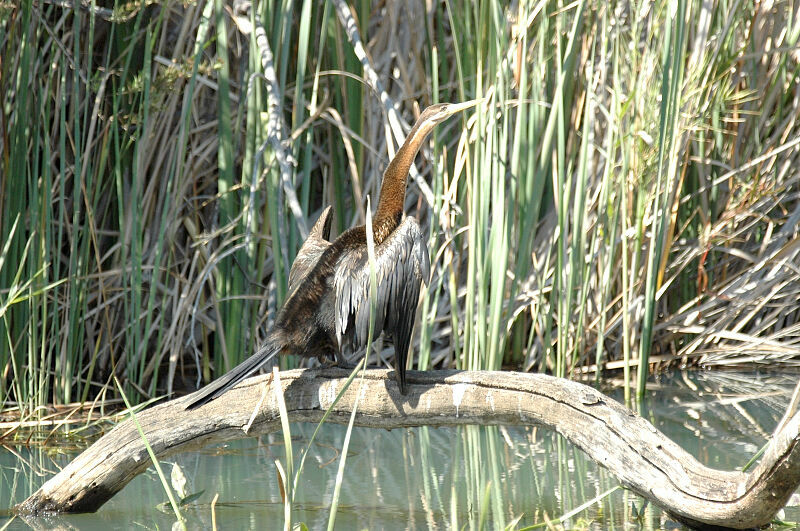 African Darter