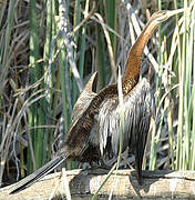 African Darter