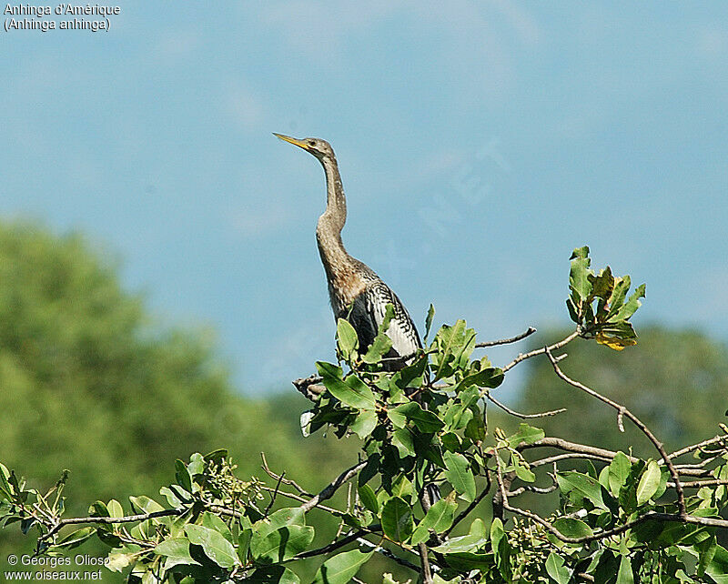 Anhinga