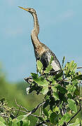 Anhinga