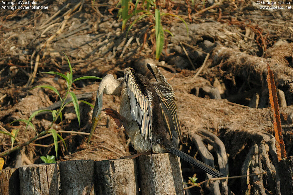 Anhinga d'Australieimmature