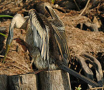 Anhinga d'Australie