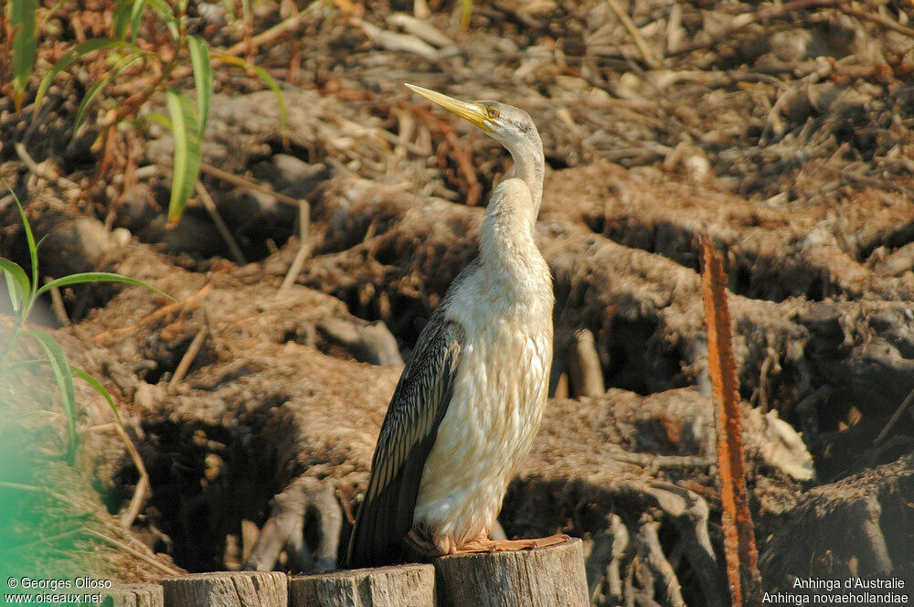 Anhinga d'Australieimmature