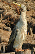 Australasian Darter