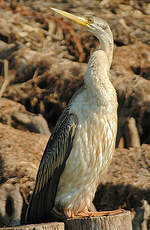 Anhinga d'Australie