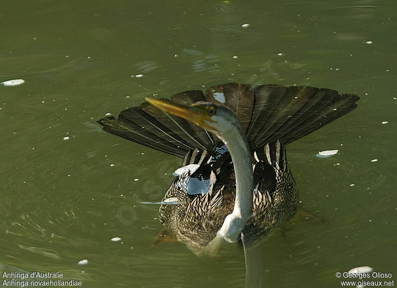 Anhinga d'Australieimmature