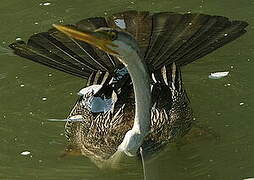 Anhinga d'Australie