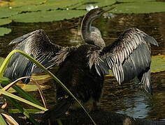 Anhinga d'Australie