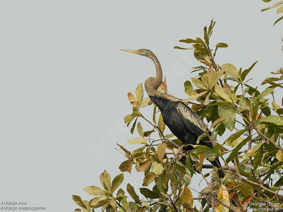 Anhinga roux, identification