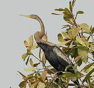 Oriental Darter