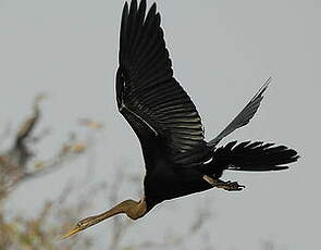 Anhinga roux