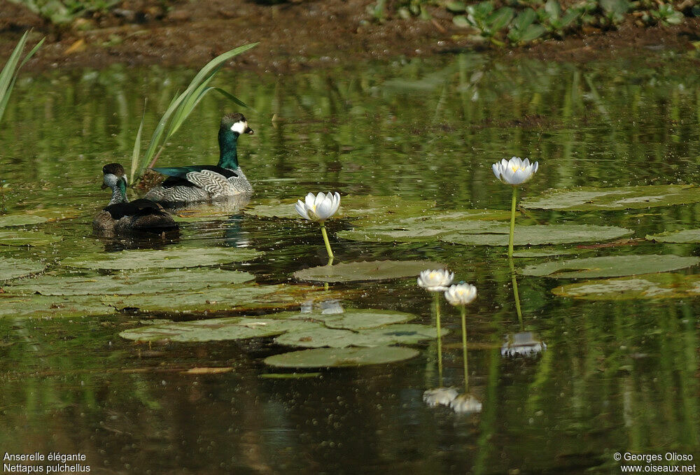 Green Pygmy Gooseadult breeding