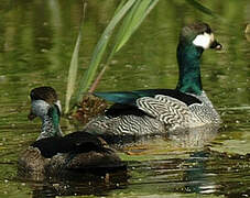 Green Pygmy Goose