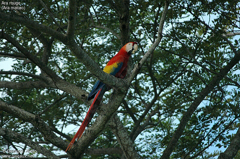 Scarlet Macaw