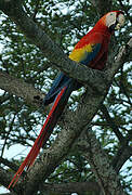 Scarlet Macaw