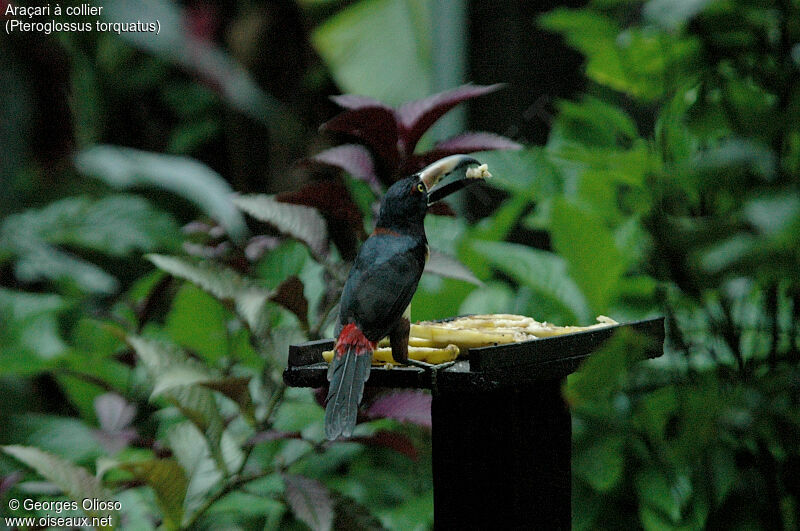 Collared Aracari