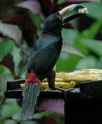 Collared Aracari