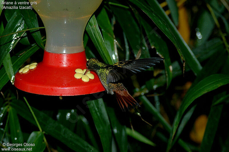 Rufous-tailed Hummingbird