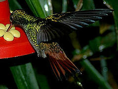 Rufous-tailed Hummingbird