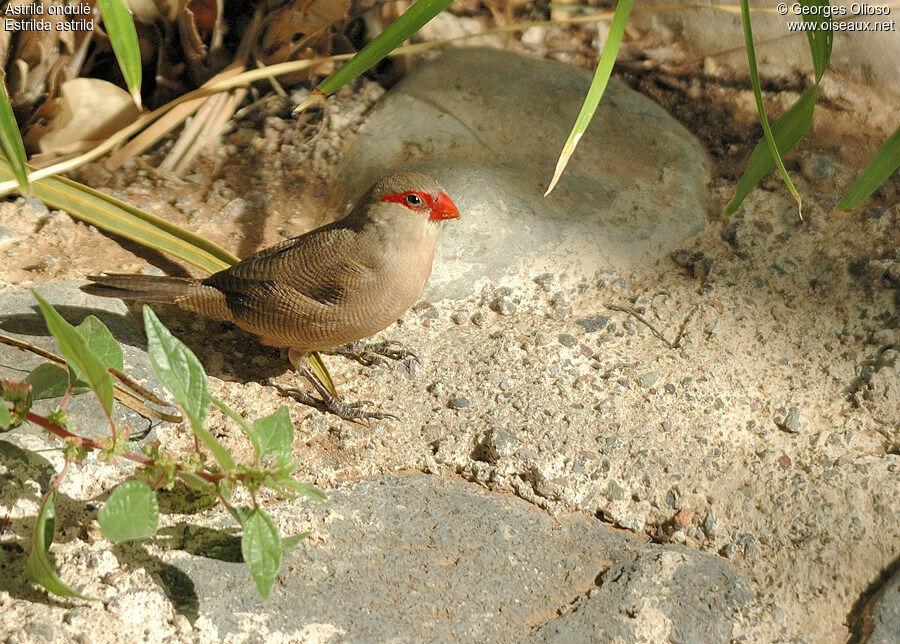 Common Waxbill