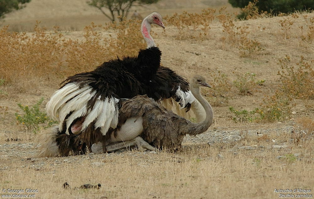 Autruche d'Afrique , accouplement.