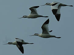 Avocette élégante