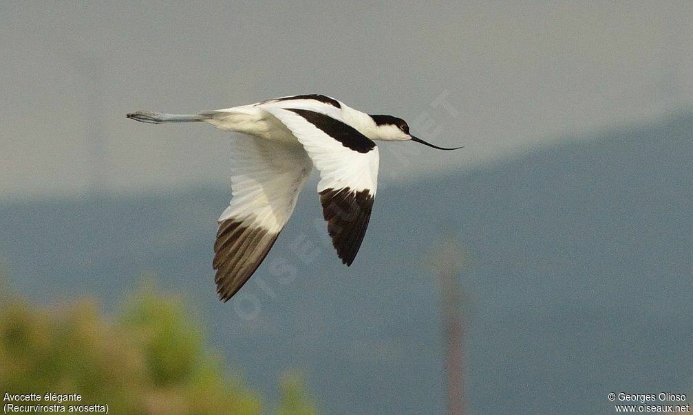 Pied Avocetadult breeding, Flight