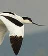 Avocette élégante