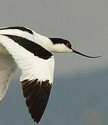 Pied Avocet