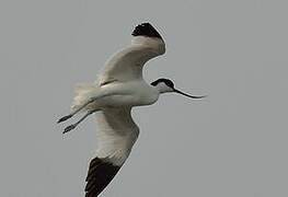 Avocette élégante