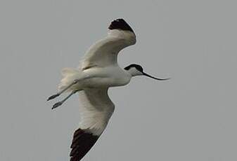 Avocette élégante