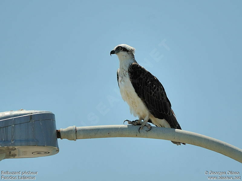 Western Osprey