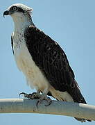 Western Osprey