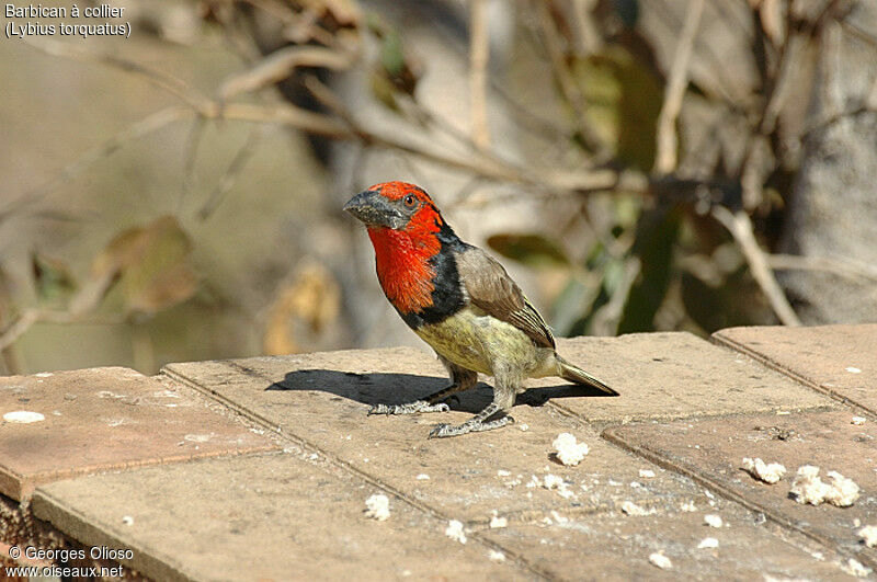 Black-collared Barbet