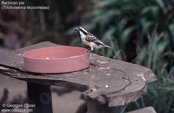 Acacia Pied Barbet