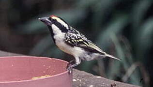 Acacia Pied Barbet