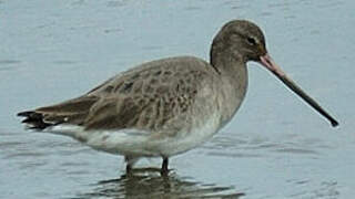 Black-tailed Godwit