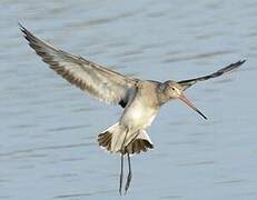 Black-tailed Godwit