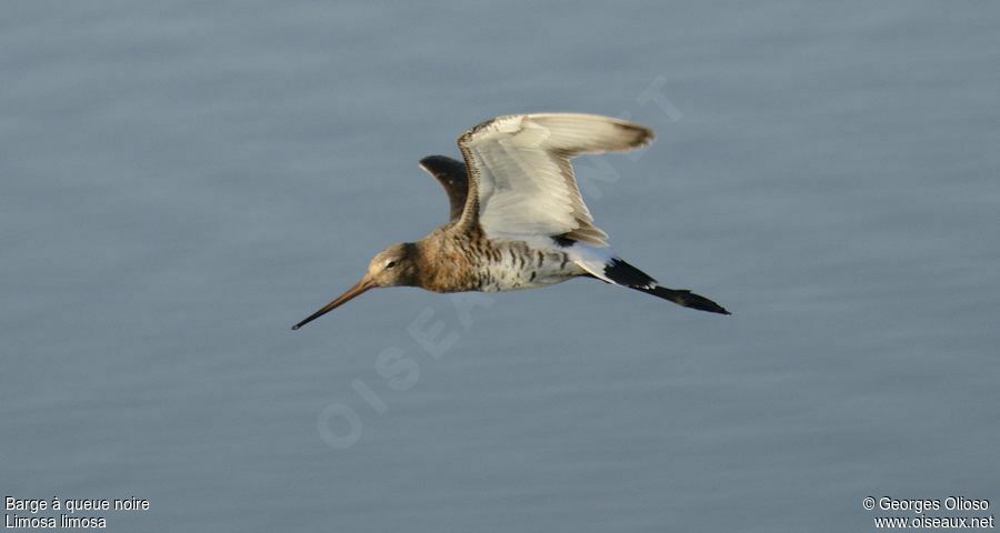 Black-tailed Godwitadult post breeding, Flight