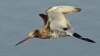 Black-tailed Godwit