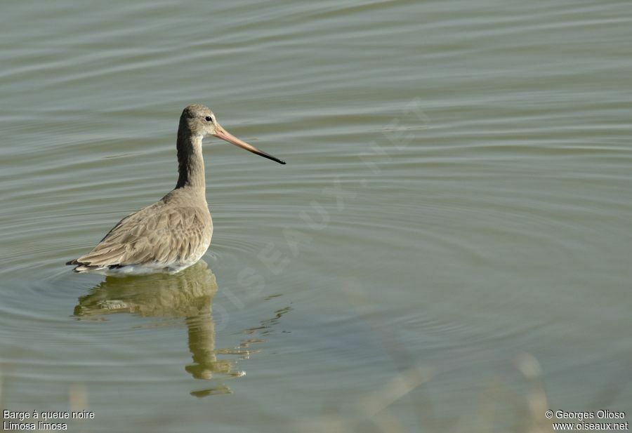 Black-tailed Godwitadult post breeding, identification