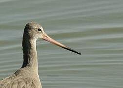 Black-tailed Godwit