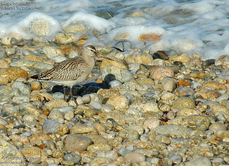 Bar-tailed Godwit